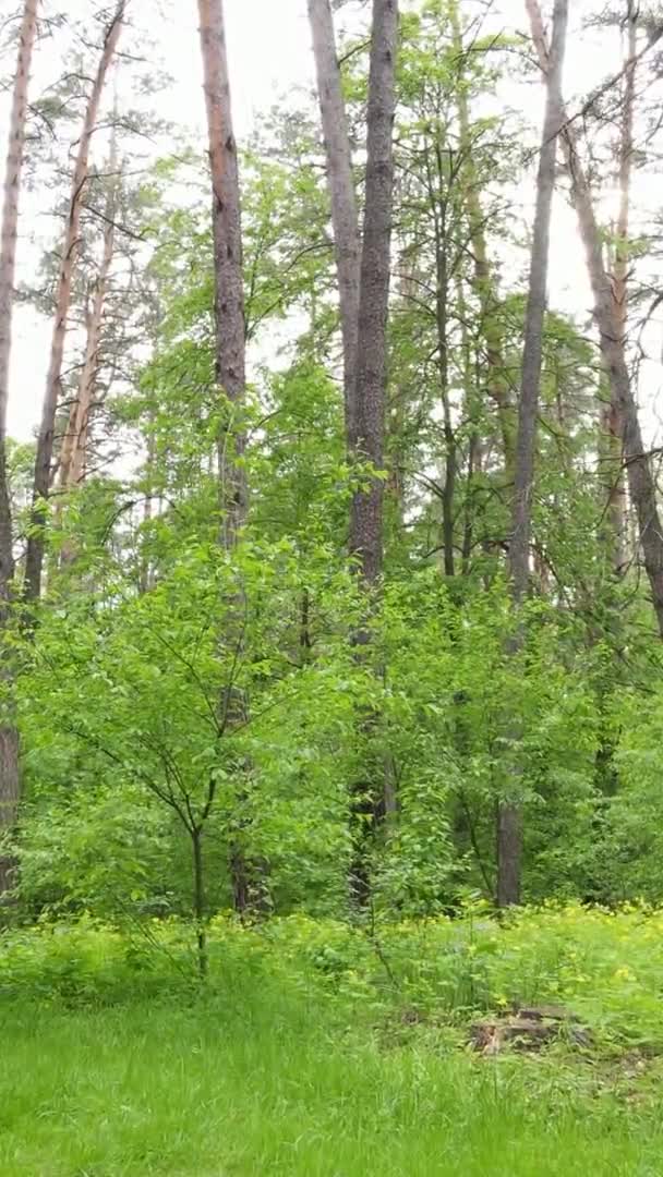 Vídeo vertical de un hermoso bosque de pinos verdes en un día de verano, cámara lenta — Vídeos de Stock