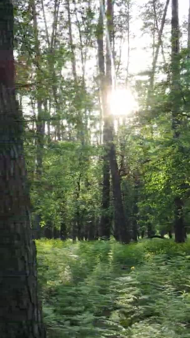 Вертикальное видео леса с соснами — стоковое видео