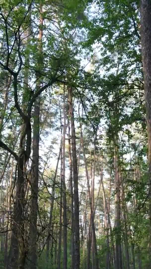 Vídeo vertical de un bosque con pinos — Vídeos de Stock