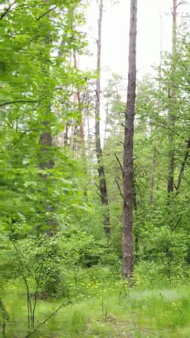 Вертикальне відео лісу з сосен — стокове відео