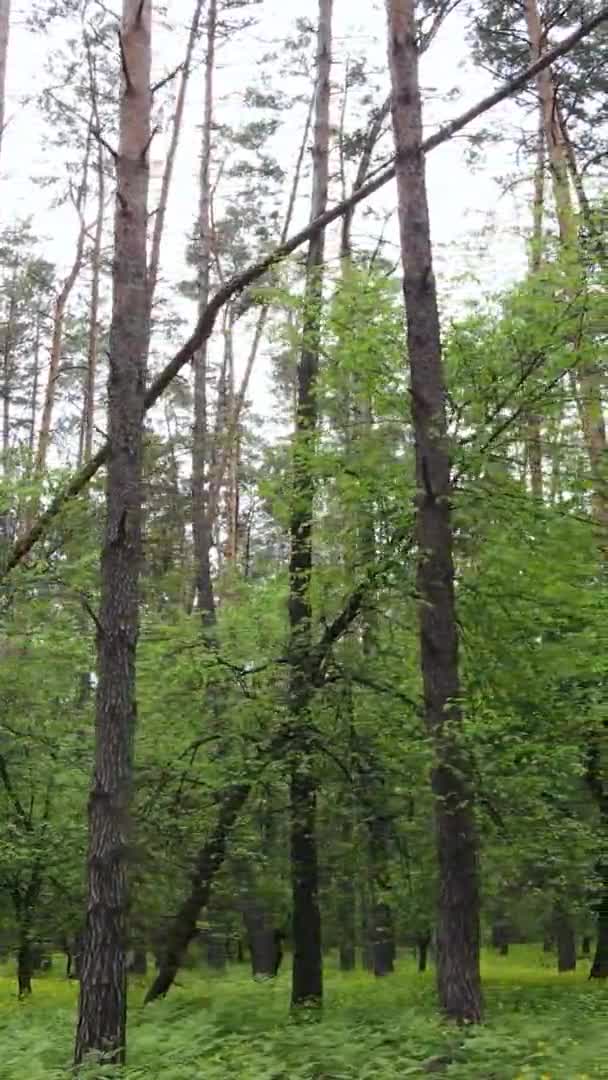 Vidéo verticale d'une forêt de pins — Video