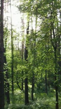 Çam ağaçlı bir ormanın dikey videosu