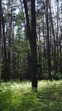 Çam ağaçlı bir ormanın dikey videosu