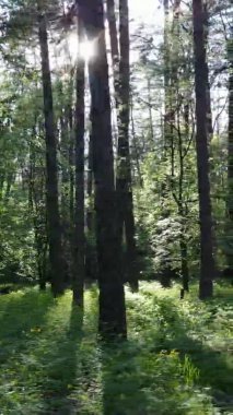 Çam ağaçlı bir ormanın dikey videosu