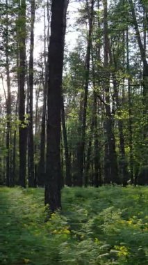 Çam ağaçlı bir ormanın dikey videosu