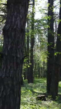 Çam ağaçlı bir ormanın dikey videosu