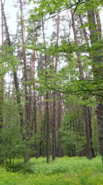 Çam ağaçlı bir ormanın dikey videosu