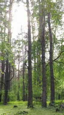 Çam ağaçlı bir ormanın dikey videosu