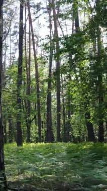 Çam ağaçlı bir ormanın dikey videosu