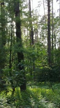 Çam ağaçlı bir ormanın dikey videosu