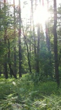 Çam ağaçlı bir ormanın dikey videosu