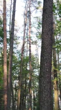 Çam ağaçlı bir ormanın dikey videosu