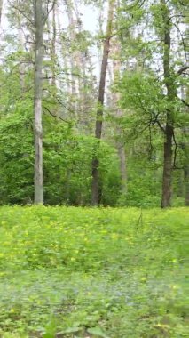 Çam ağaçlı bir ormanın dikey videosu