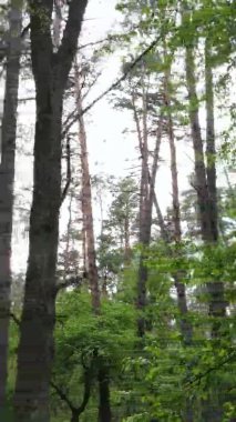 Çam ağaçlı bir ormanın dikey videosu