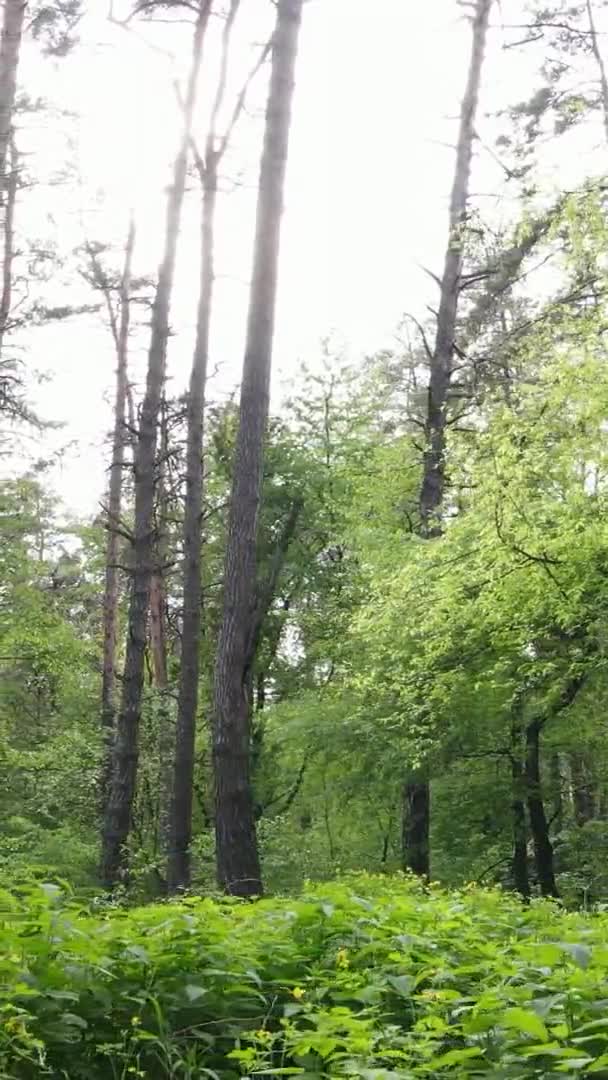 Çam ağaçlı bir ormanın dikey videosu — Stok video