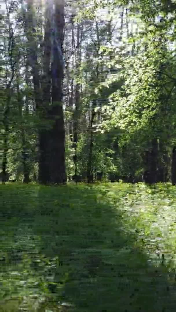 Çam ağaçlı bir ormanın dikey videosu — Stok video