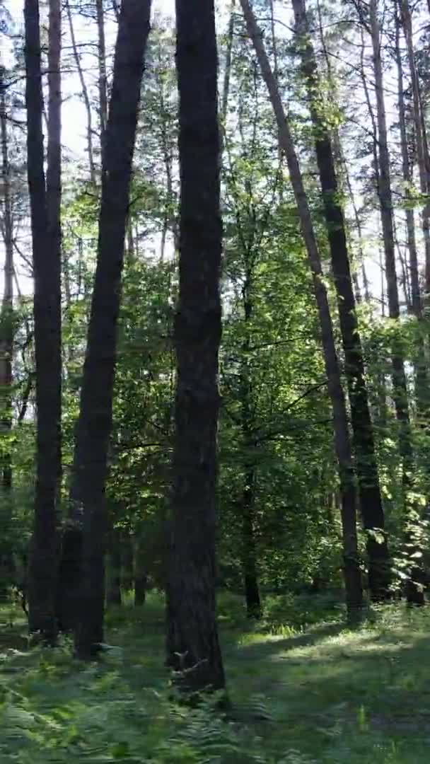 Vídeo vertical de uma floresta com pinheiros — Vídeo de Stock