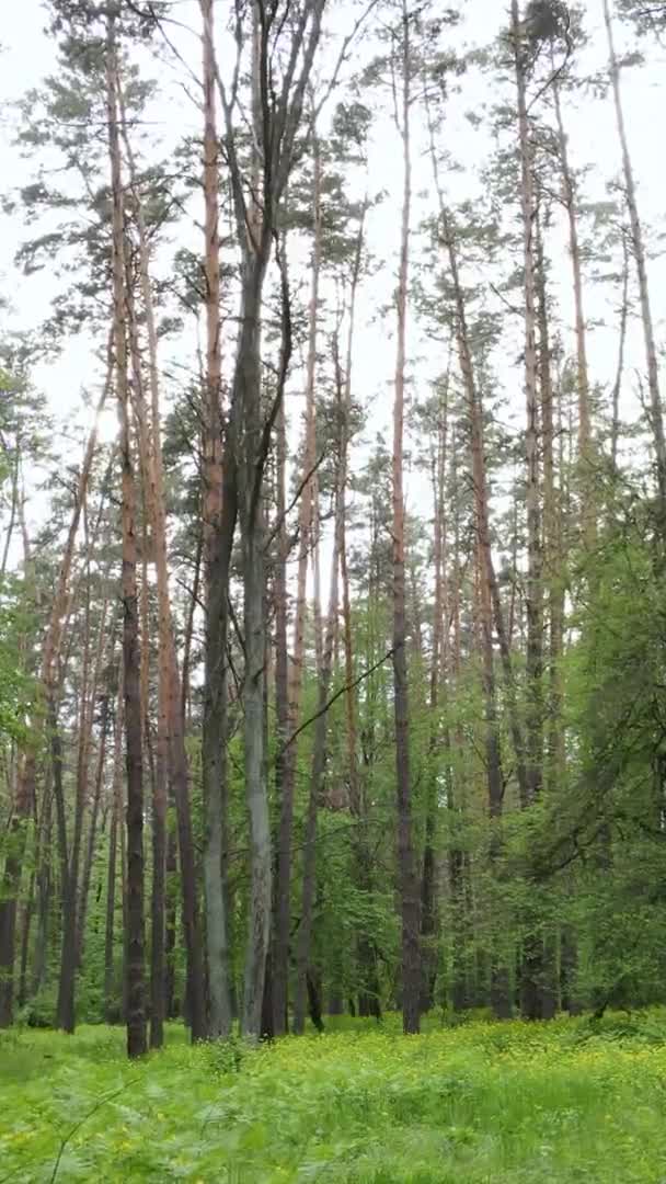 Vertikal video av en skog med tallar — Stockvideo