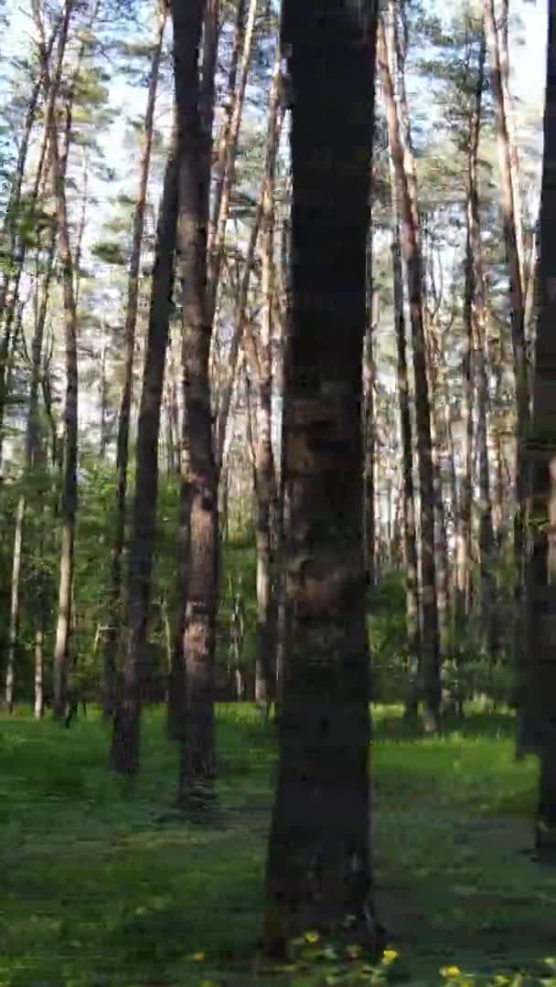 Vertical video of a forest with pine trees — Stock Video