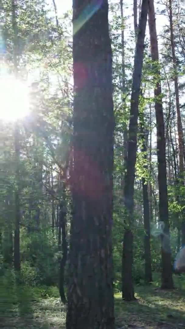 소나무가 있는 숲의 수직 영상 — 비디오