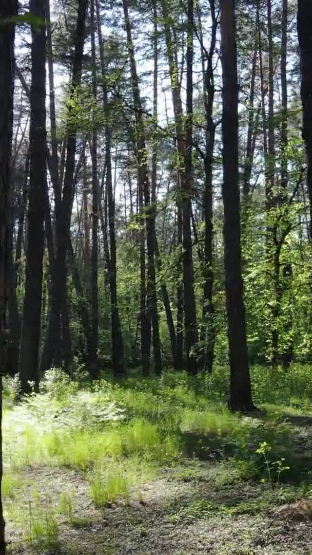 Vídeo vertical de uma floresta com pinheiros — Vídeo de Stock