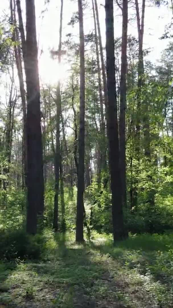 Vídeo vertical de uma floresta com pinheiros — Vídeo de Stock