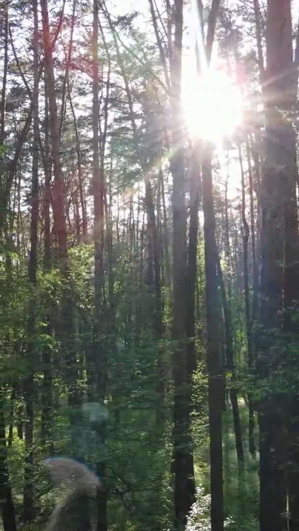 Pionowe wideo lasu z sosnami — Wideo stockowe