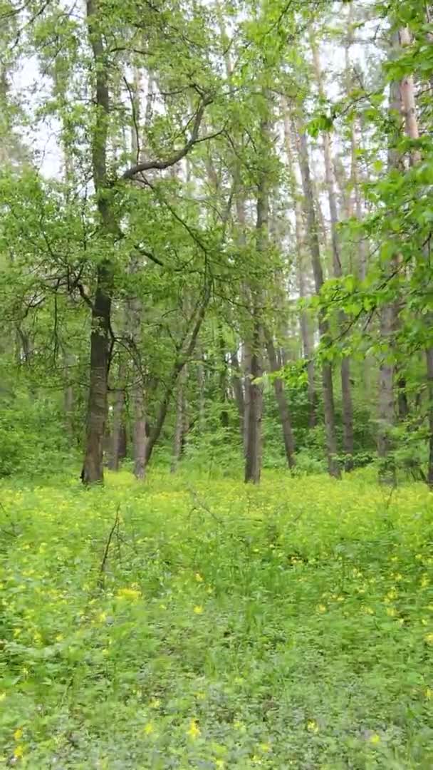 Vídeo vertical de uma floresta com pinheiros — Vídeo de Stock