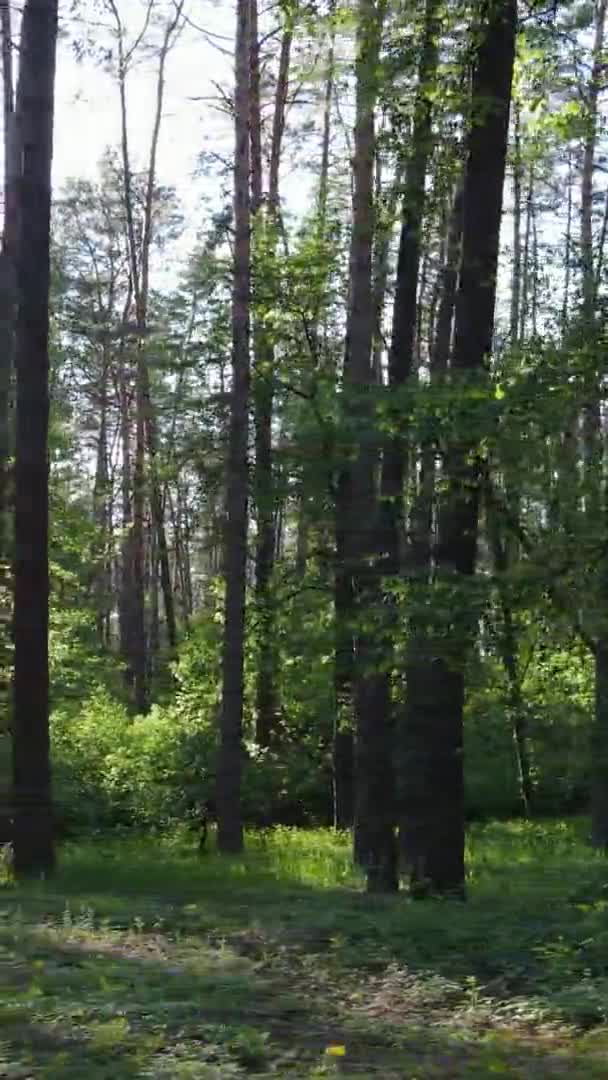 Вертикальное видео леса с соснами — стоковое видео