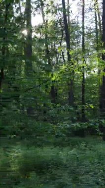 Çam ağaçlı bir ormanın dikey videosu