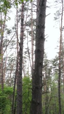 Çam ağaçlı bir ormanın dikey videosu