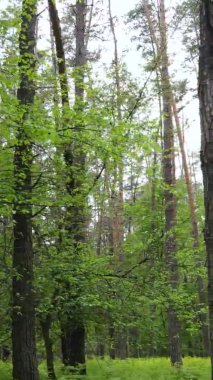 Çam ağaçlı bir ormanın dikey videosu