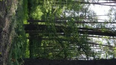 Çam ağaçlı bir ormanın dikey videosu