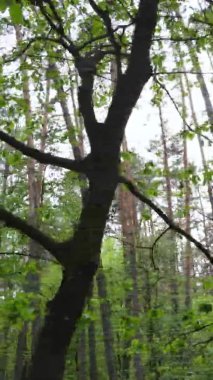 Çam ağaçlı bir ormanın dikey videosu