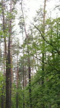 Çam ağaçlı bir ormanın dikey videosu