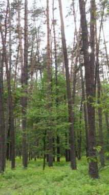 Çam ağaçlı bir ormanın dikey videosu