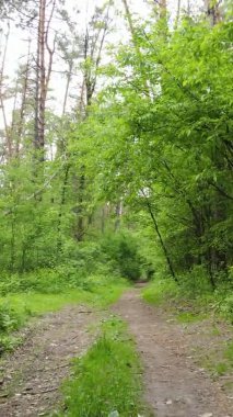 Çam ağaçlı bir ormanın dikey videosu