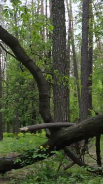 Çam ağaçlı bir ormanın dikey videosu