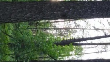 Çam ağaçlı bir ormanın dikey videosu