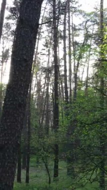 Çam ağaçlı bir ormanın dikey videosu