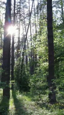 Çam ağaçlı bir ormanın dikey videosu