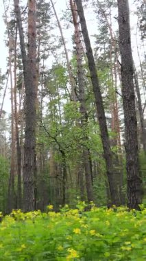 Çam ağaçlı bir ormanın dikey videosu