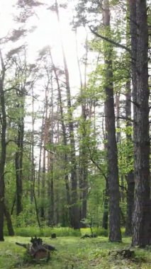 Çam ağaçlı bir ormanın dikey videosu