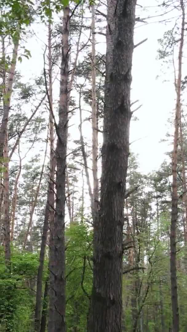 Vídeo vertical de uma floresta com pinheiros — Vídeo de Stock