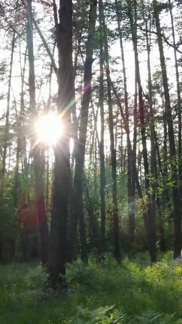 Vertikal video av en skog med tallar — Stockvideo