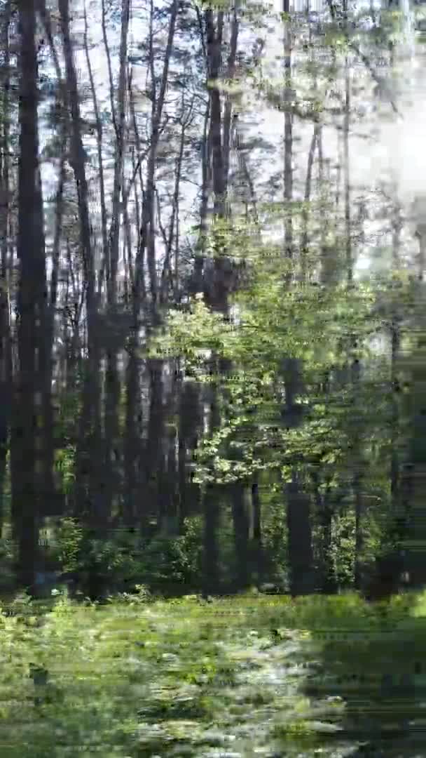 Vertical video of a forest with pine trees — Stock Video