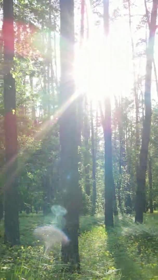 Vídeo vertical de un bosque con pinos — Vídeo de stock