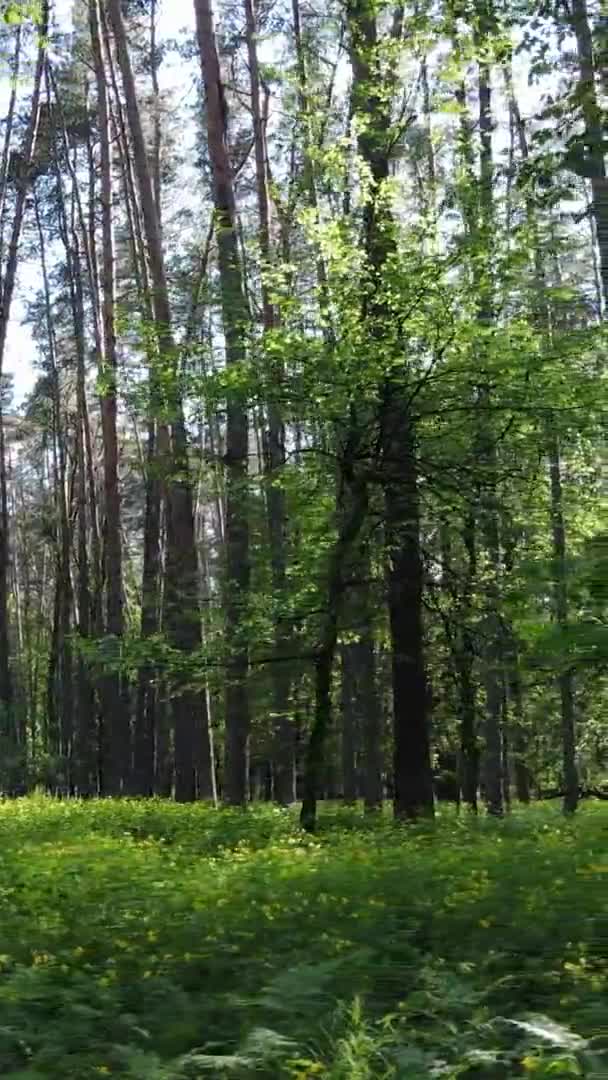 Vídeo vertical de un bosque con pinos — Vídeo de stock