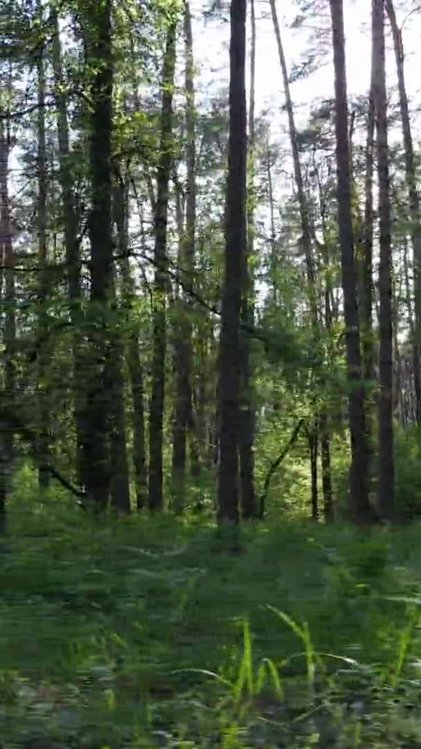 Vertical video of a forest with pine trees — Stock Video