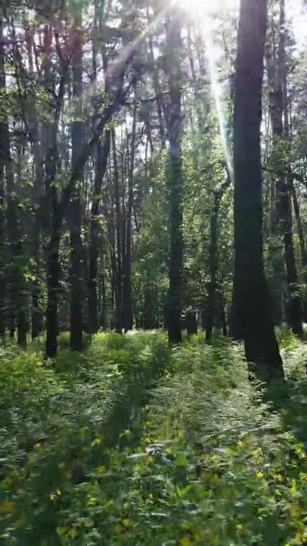 Vidéo verticale d'une forêt de pins — Video